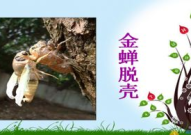 金蝉脱壳ppt,探索PPT中的自然奥秘